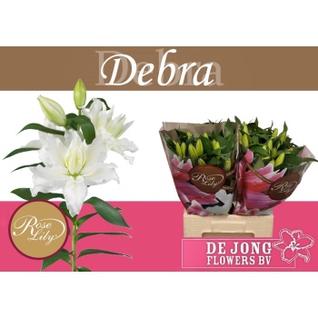 product/img.floraplaza.nl/130125-70-LIVE_fotos-0x727CC866A805FF7239EE070A341F1BDAC9DE8CBE.jpg