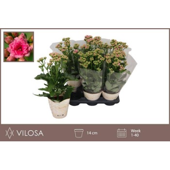 product/img.floraplaza.nl/130153-14-LIVE_fotos-0xBDB261F12A843E9A18B2CA46F823819339E1100A.jpg