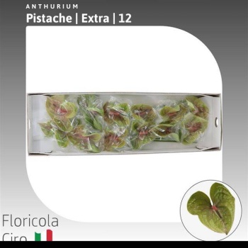 product/img.floraplaza.nl/13024-50-LIVE_fotos-0x7CD0F33356D95E19B355074AD8344444B237CCF6.jpg