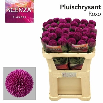 product/img.floraplaza.nl/130277-70-LIVE_fotos-0x836AAD2E24C5281A318C0ED6547F2E892D971ACC.jpg