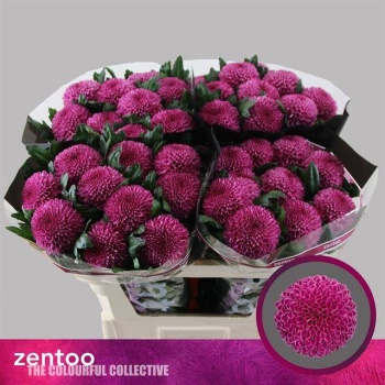 product/img.floraplaza.nl/130277-70-LIVE_fotos-0xCB2C604BD09F0AC7E0E6A140B0ED30DA1C0A9D3A.jpg