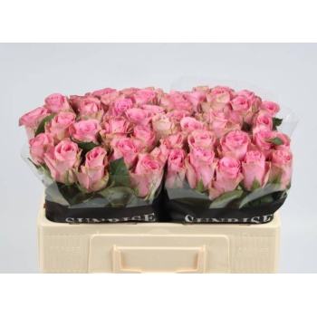 product/img.floraplaza.nl/130309-50-LIVE_fotos-0x4C2D5C87CB486634C917D4A796F05F32B713F2AB.jpg product/img.floraplaza.nl/130309-50-LIVE_fotos-0x4C2D5C87CB486634C917D4A796F05F32B713F2AB.jpg