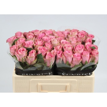 product/img.floraplaza.nl/130309-50-LIVE_fotos-0xA44E0DF9998F33BD42010CF45724FAF4E64AE3B3.jpg