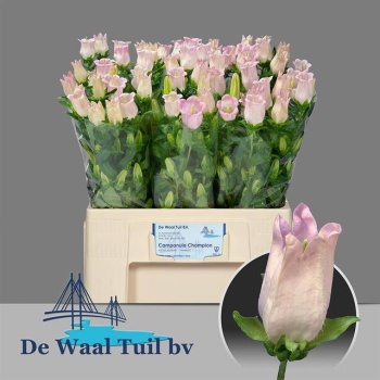 product/img.floraplaza.nl/130315-60-LIVE_fotos-0xBEE0FBA2D99229D64BC14DF5547D6910C5CBE683.jpg