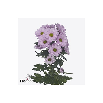 product/img.floraplaza.nl/130412-70-ART_fotos-VBN-vbn130412.jpg