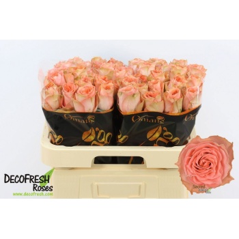 product/img.floraplaza.nl/130459-60-LIVE_fotos-0x3FDA72E5035A354A08C5247BC3BB11B99C32430E.jpg