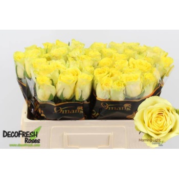 product/img.floraplaza.nl/130488-50-LIVE_fotos-0x251FA064D9C3164D81BEE4BFC10FD787DEB2871B.jpg