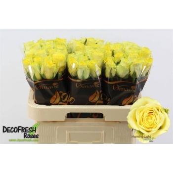 product/img.floraplaza.nl/130488-60-LIVE_fotos-0x6E965F1D1065D261DF381173E22405E4E5578FDF.jpg product/img.floraplaza.nl/130488-60-LIVE_fotos-0x6E965F1D1065D261DF381173E22405E4E5578FDF.jpg