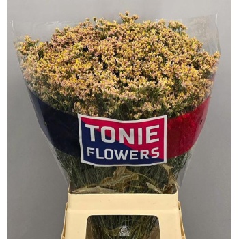 product/img.floraplaza.nl/130540-70-LIVE_fotos-0x3BC4E59DEA6CAD925BA4E562E1AA9FEE89738A57.jpg