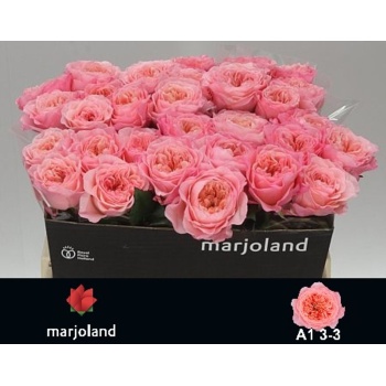 product/img.floraplaza.nl/130544-50-LIVE_fotos-0xE061EC8AA93154C8D2EE893886FC754ABEAB22B2.jpg