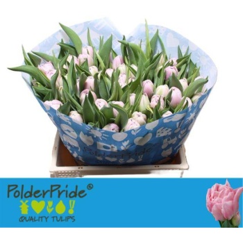 product/img.floraplaza.nl/130565-LIVE_fotos-0x67EACB3A6487D52D805586A8741CC7A090ABE8A4.jpg