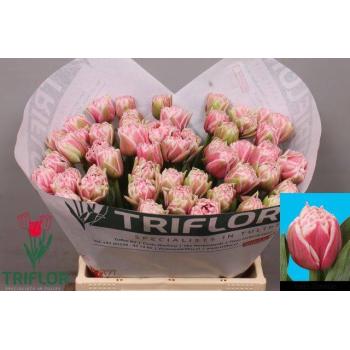 product/img.floraplaza.nl/130585-LIVE_fotos-0x9E86CABEE8164B13CA4EDF824DEE8BE6773AE648.jpg