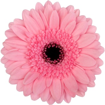 product/img.floraplaza.nl/130766-50-LIVE_fotos-0x11B3EA89AFFEC41C724A607B67FA44A7F3144165.jpg
