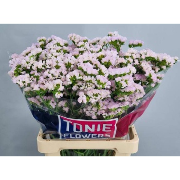 product/img.floraplaza.nl/130848-65-LIVE_fotos-0xD1039DED1452C88801C96C9FF7ABD6B28F8DA962.jpg