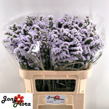 product/img.floraplaza.nl/130871-70-LIVE_fotos-0xC6F7EC0DA0873BE611710DAF68DC370039BFC3E9.jpg