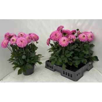 product/img.floraplaza.nl/130942-21-LIVE_fotos-0xA14E0AABE9CD1A2AA31278FF5C947B953F7FA49E.jpg