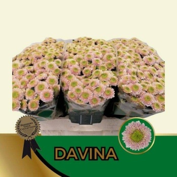 product/img.floraplaza.nl/130966-55-LIVE_fotos-0xB6A07CB9C22CA9959848D5DDF59DAA02438A3C70.jpg