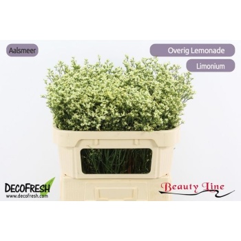 product/img.floraplaza.nl/130998-70-LIVE_fotos-0xD0D526E9EE1A2AE5FB2475BE54FC4F473FEA2E18.jpg