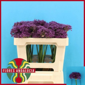 product/img.floraplaza.nl/131077-50-LIVE_fotos-0xE8421FAA03817C3A3A1BDA2A3EA177A4B81F2833.jpg