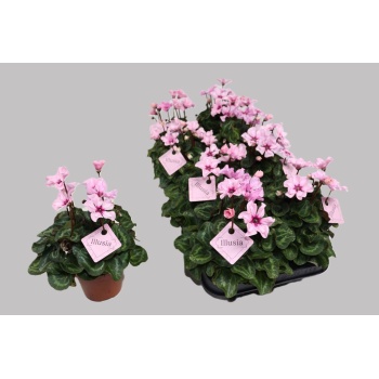 product/img.floraplaza.nl/131125-510-LIVE_fotos-0xEA5A5BE7A22BAE6F6CCFF6D2B91939B18449FD48.jpg