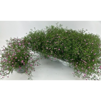 product/img.floraplaza.nl/13113-LIVE_fotos-0xDACCCF0AC8E71D610F9391CBFEDA5B8ABF46F980.jpg