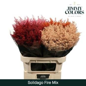 product/img.floraplaza.nl/13116-75-LIVE_fotos-0xEBD0F42804C11647CAD1FE8F771E6DECA8E13985.jpg