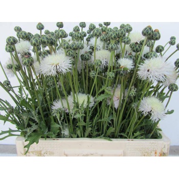 product/img.floraplaza.nl/1312-60-LIVE_fotos-0xE76979898FFE80F2CDF0DF42EF677ECC52FB65B0.jpg