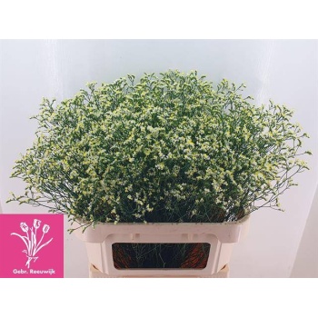 product/img.floraplaza.nl/131260-80-LIVE_fotos-0xF95C0C0D8D98EA2ABC1586B8B8935EC2D6BDBC4A.jpg