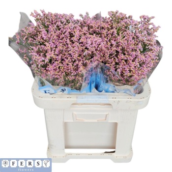 product/img.floraplaza.nl/131263-65-LIVE_fotos-0xC5F0DE6C7B25C99321EC3FD744CC7F8782938314.jpg