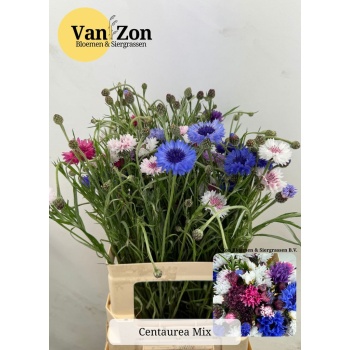 product/img.floraplaza.nl/1313-65-LIVE_fotos-0x80C05C2812BCD455592C95B116C539FB77422FB2.jpg