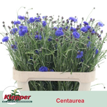 product/img.floraplaza.nl/1313-80-LIVE_fotos-0xCF371B15FC7C28F0ADDDF90537173434F89A71CC.jpg
