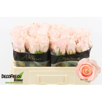 product/img.floraplaza.nl/131317-50-LIVE_fotos-0xEC816787B0FDACCAFD66F237257109FEE4386401.jpg