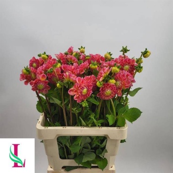 product/img.floraplaza.nl/131326-55-LIVE_fotos-0x15B8C251E5B819B08ADF2A71A249FA42FF9163B7.jpg