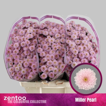 product/img.floraplaza.nl/131438-55-LIVE_fotos-0xA5B97A6419004B5C7AD9BC596F0FAD4B5E095D29.jpg