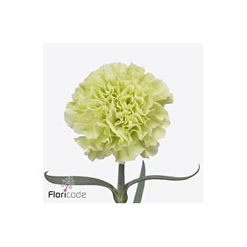 product/img.floraplaza.nl/131485-ART_fotos-VBN-vbn131485.jpg