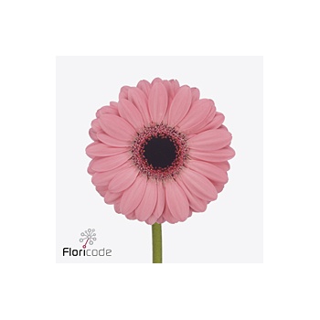 product/img.floraplaza.nl/131567-50-ART_fotos-VBN-vbn131567.jpg