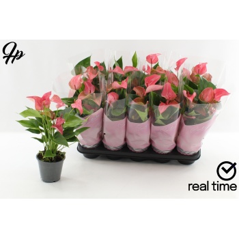 product/img.floraplaza.nl/131583-12-LIVE_fotos-0xB6EBCCB2707639F133A9E56C0BF7A858FF0EA614.jpg