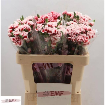 product/img.floraplaza.nl/131657-LIVE_fotos-0xBB30F271D432A39B0343A90F98F751B8712A5EEA.jpg