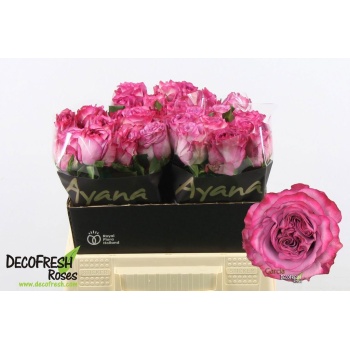 product/img.floraplaza.nl/131686-40-LIVE_fotos-0xD0D323FF30C0C4CF99808390AED88EFB686DD912.jpg