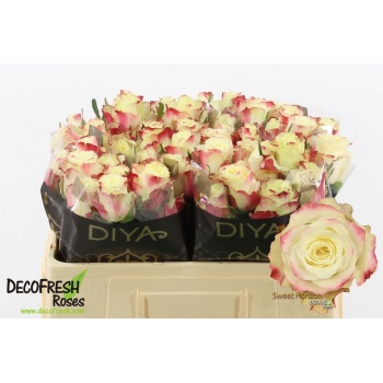 product/img.floraplaza.nl/131688-50-LIVE_fotos-0xB27EAD3468B42072C3A78D18F8B89C07D3EA6315.jpg