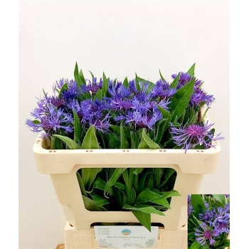 product/img.floraplaza.nl/1317-50-LIVE_fotos-0xE0D27D0622B3B3C7C1B42B24341E2C73D09C1B17.jpg