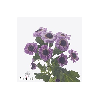 product/img.floraplaza.nl/131712-55-ART_fotos-VBN-vbn131712.jpg