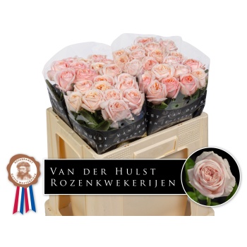 product/img.floraplaza.nl/131724-50-LIVE_fotos-0xE4406049EF3A5848EB6837973EB59C976C4DB800.jpg product/img.floraplaza.nl/131724-50-LIVE_fotos-0xE4406049EF3A5848EB6837973EB59C976C4DB800.jpg