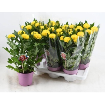 product/img.floraplaza.nl/131913-14-LIVE_fotos-0xE15DC643FC01017FCD4AA5B2C49B28F4FF3E0CC1.jpg