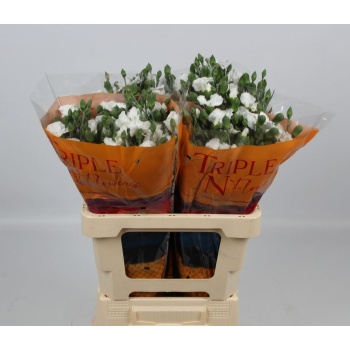 product/img.floraplaza.nl/131955-LIVE_fotos-0xC414F19C0BBA65FF22937900D394C5E45E684D1E.jpg