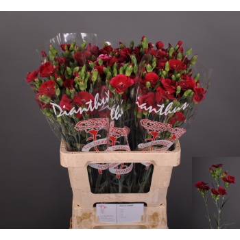 product/img.floraplaza.nl/131995-LIVE_fotos-0xAB1A1E2907EB747902DDBD22072C233238796B67.jpg