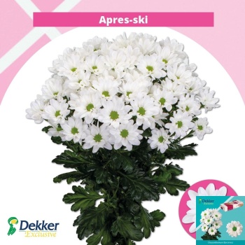 product/img.floraplaza.nl/132038-70-LIVE_fotos-0x0C682CD9423C3CA7E49276D9AC39CC0C110A0FED.jpg