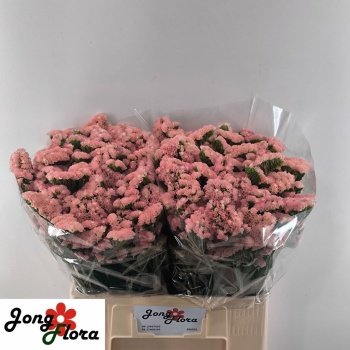 product/img.floraplaza.nl/132158-60-LIVE_fotos-0xBA5EDAF68705B963A0E30F1287ABA632B38F0C1F.jpg