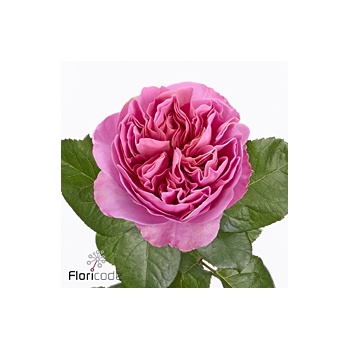 product/img.floraplaza.nl/132192-60-ART_fotos-VBN-vbn132192.jpg