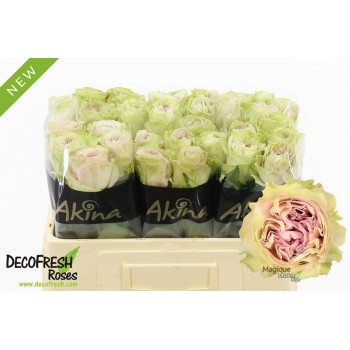 product/img.floraplaza.nl/132244-50-LIVE_fotos-0xA2891CD4DDB61E68F7D1F9537B33EF039CBC85B5.jpg